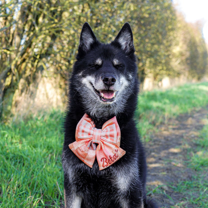 【2026落水狗】Go-Anywhere BIGBOW