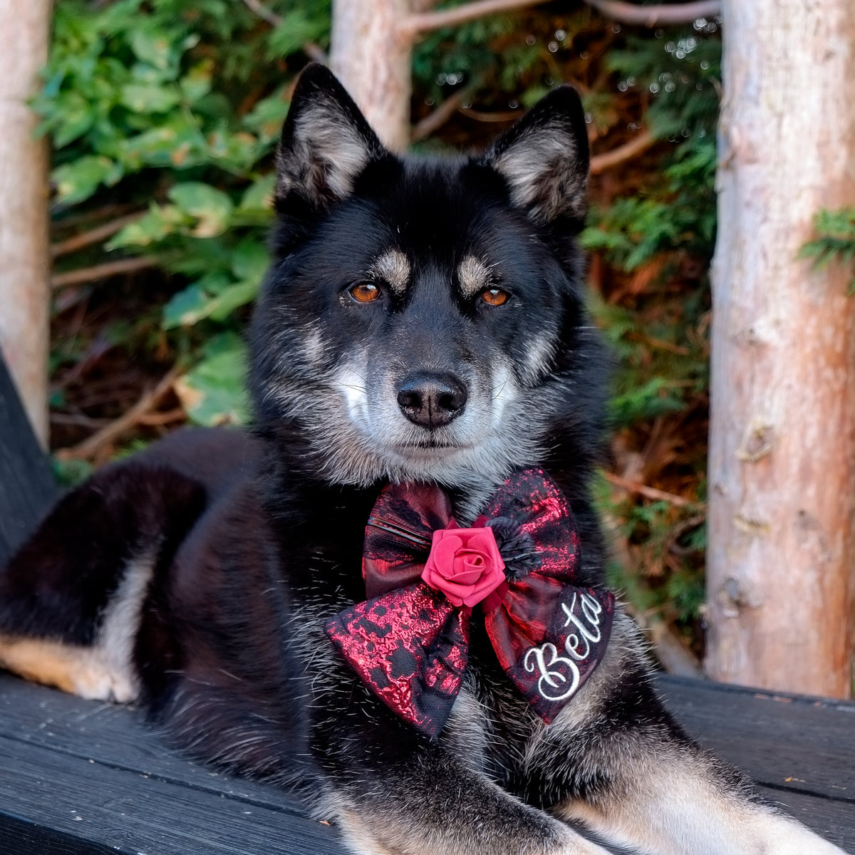 The Dark Rose BIGBOW | Halloween'26